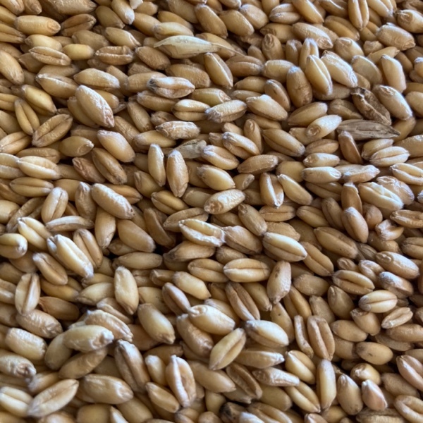 20mt Ford Wheat - Beardless / Awnless (Bulk or Bulka Bags) | Farm Tender