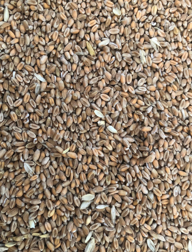 Feed Wheat Farm Tender