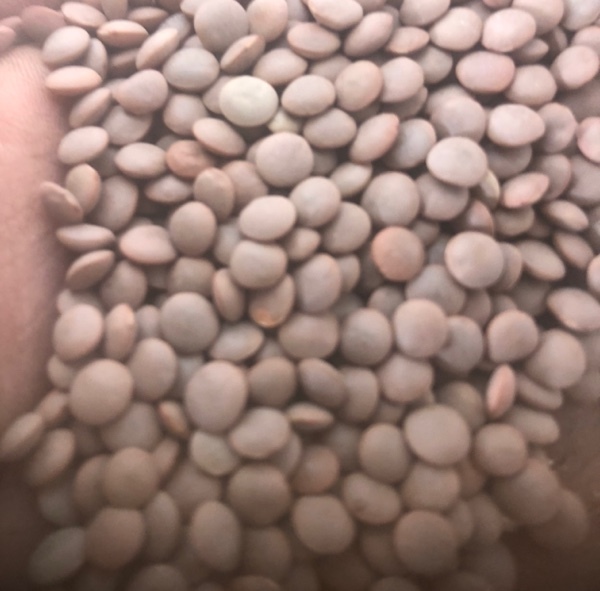 56mt Jumbo 2 Lentils Farm Tender