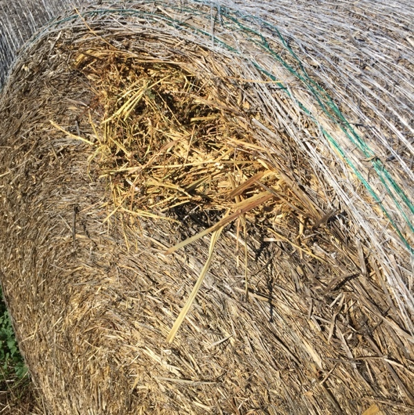 Oaten/clover/lucerne/rye hay Farm Tender