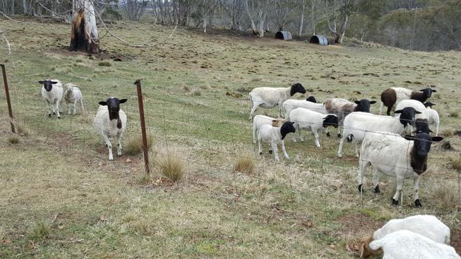 Black Headed Dorper Sheep For Sale | Farm Tender