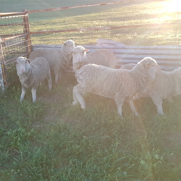 Merino Lambs Farm Tender
