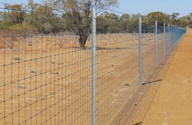 wild dog fence