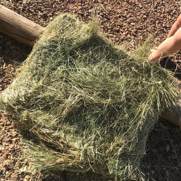 Teff Hay low sugar | Farm Tender