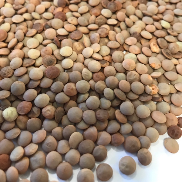 200/mt Feed Lentils For Sale Farm Tender