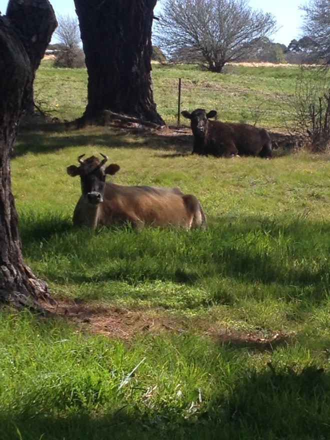 Jersey x Angus Heifer in Calf Excellent Breeder & or HouseCow Farm