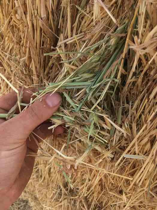 Oaten Hay with Rye Grass and Barley in 8x4x3 Bales Farm Tender