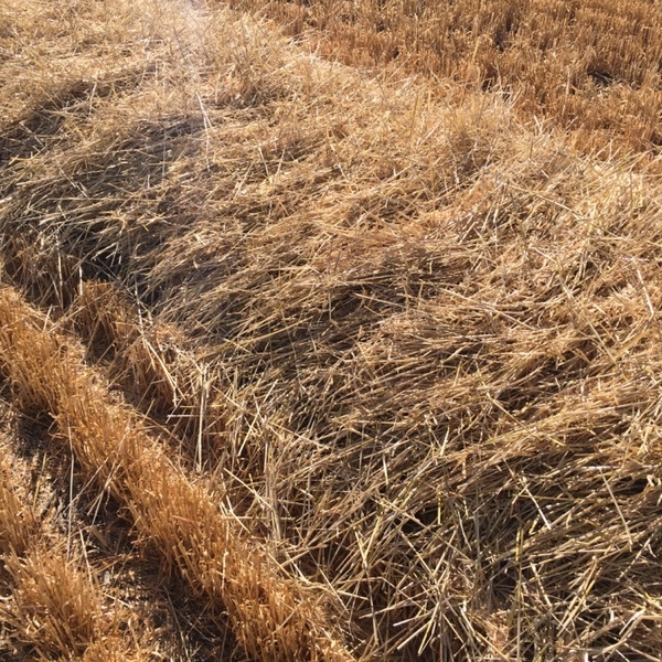 8x4x3 barley straw bales Farm Tender