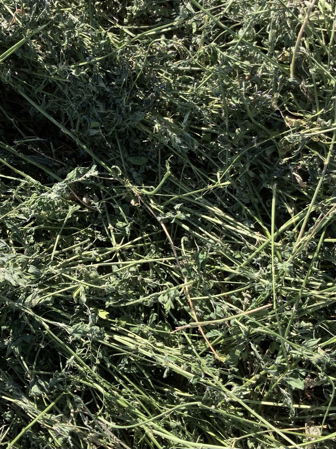 Organic Lucerne Hay Farm Tender