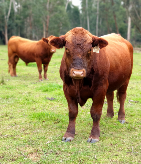 Red Composite PARINGA Stabilizer Bull for Rental or Sale Farm Tender
