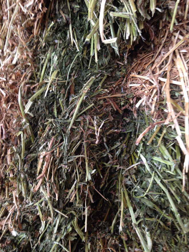 Vetch Hay 8X4X3 560 KG Bales Farm Tender