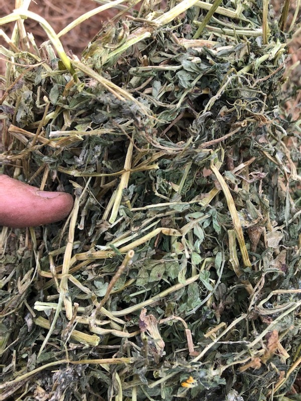 Vetch Hay 8x4x3 Bales Farm Tender