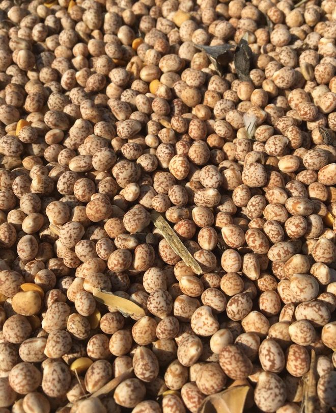 lupins for sale Farm Tender