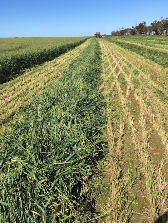 2016 Season 'Shedded' Wheaten Hay with feed test Farm Tender