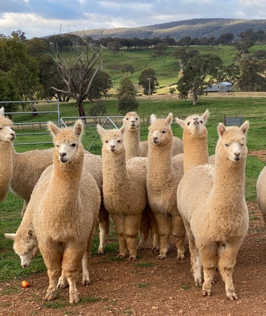 Flock Protecting Wether Alpacas Farm Tender