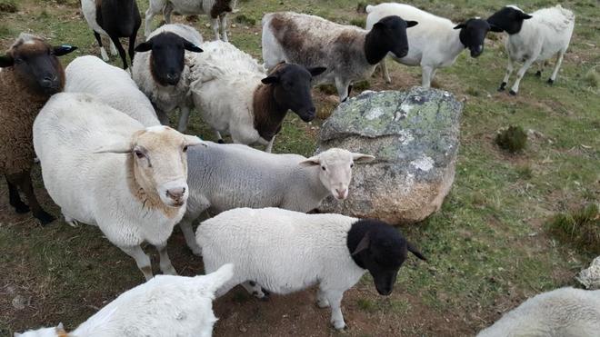 Black Headed Dorper Sheep For Sale | Farm Tender