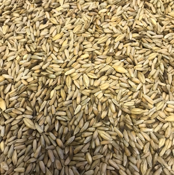 Cereal Rye For Sale Farm Tender