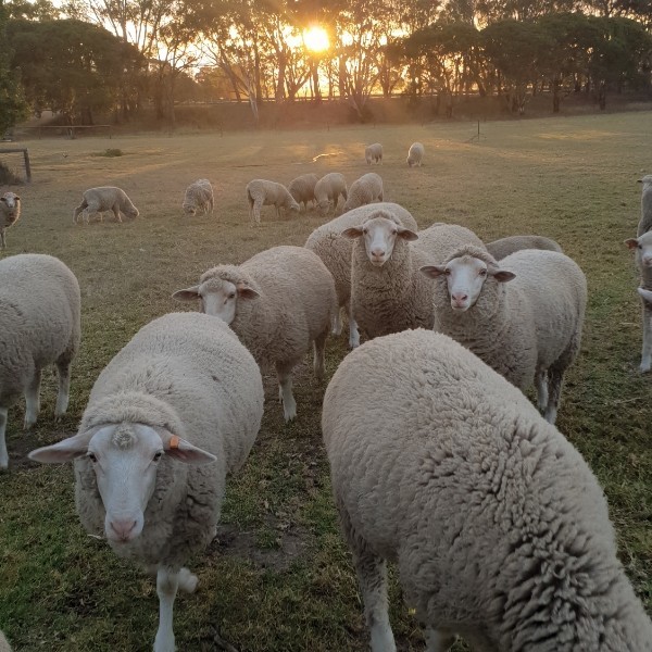 5 wethers 200 each Farm Tender