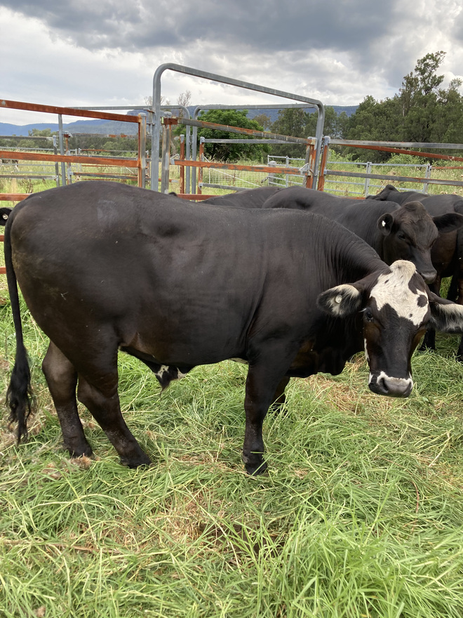 12 steers for sale Farm Tender