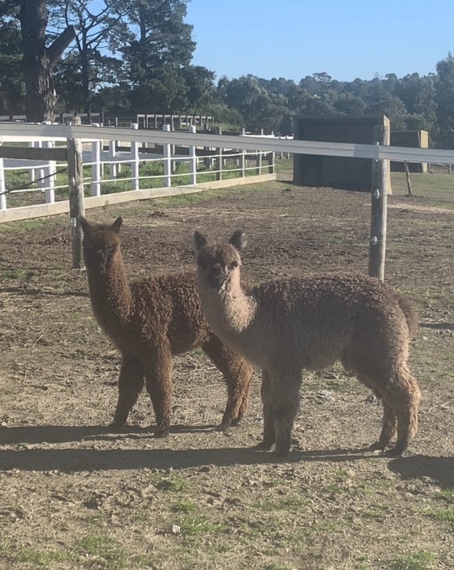 Baby Alpacas Farm Tender