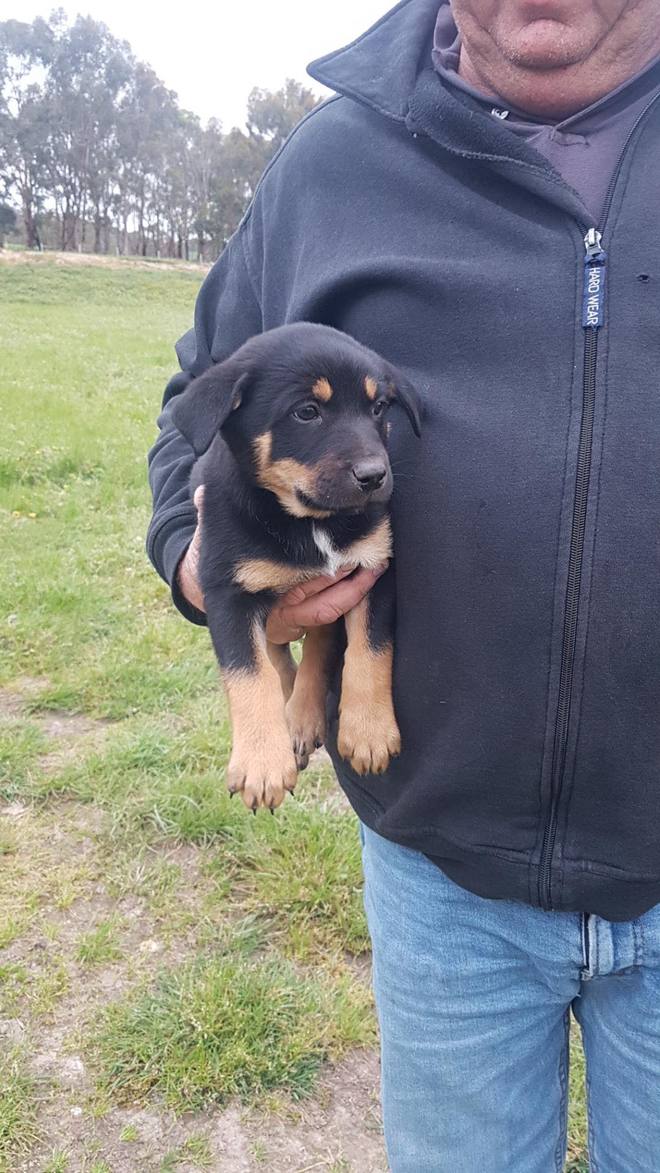 5 x Kelpies Pups for Sale 500 each Farm Tender