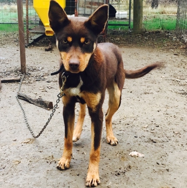 Kelpie Pup Farm Tender