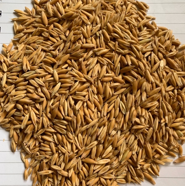 Euro-oat options