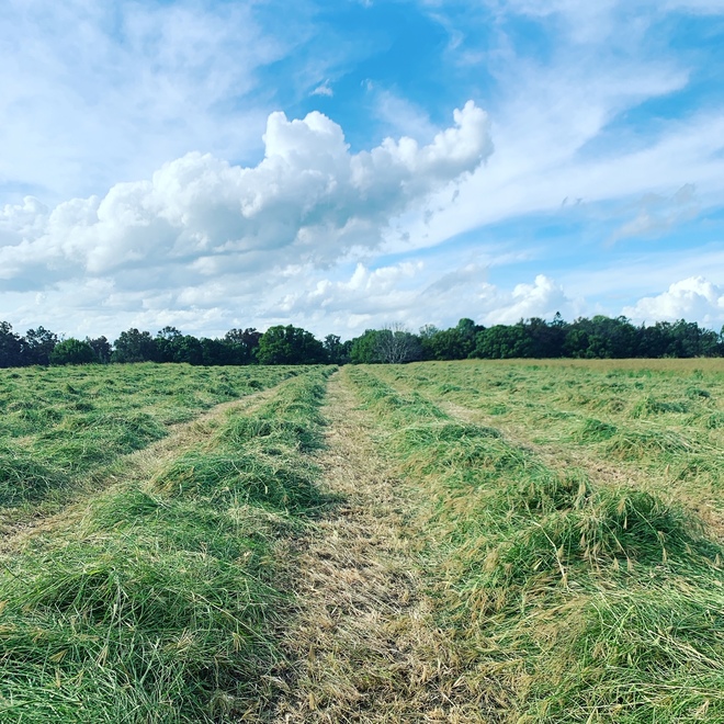 HAY RHODES GRASS..............4X4 ROUND....SMALL SQUARE.....SILAGE