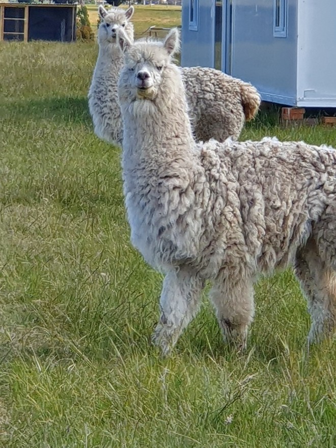 Friendly Alpacas for sale Farm Tender