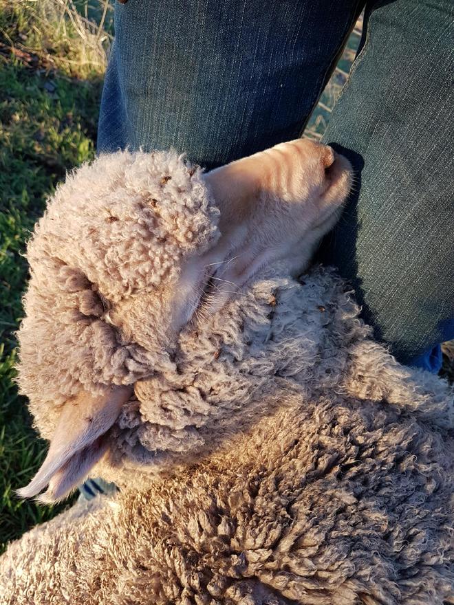 450 Merino Ewe Lambs Farm Tender